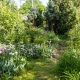 Overgrown Garden Clearance