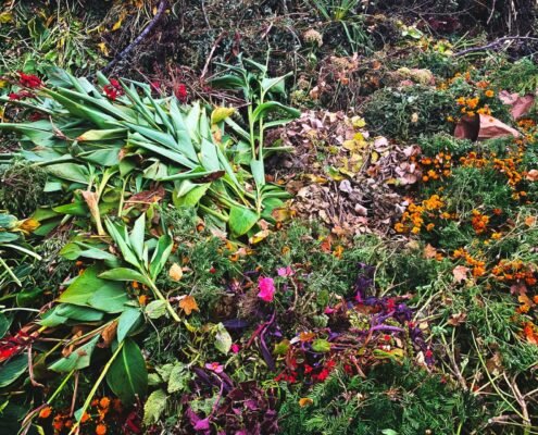 Overgrown Garden Clearance