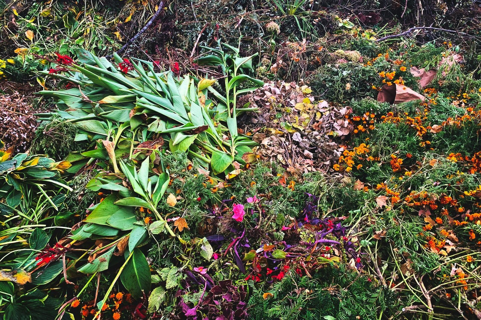 Overgrown Garden Clearance